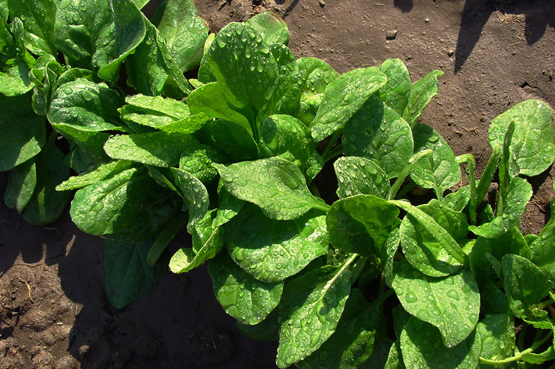 Spinach growing